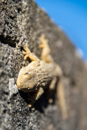 Lizard in Les Angles